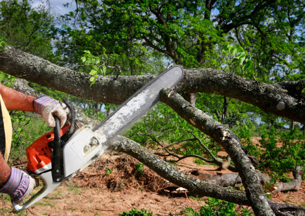 Best Tree Clearing Services  in Belmont, NC